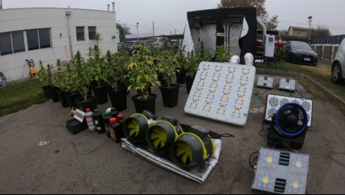 Incautan 46 plantas de marihuana desde departamento en Cerrillos