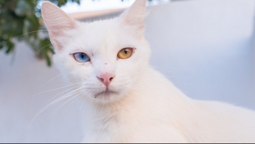 Mascotas: ¿Por qué algunos gatos tienen los ojos de diferente color?