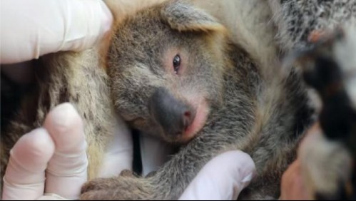 Nace el primer koala tras los incendios forestales en Australia