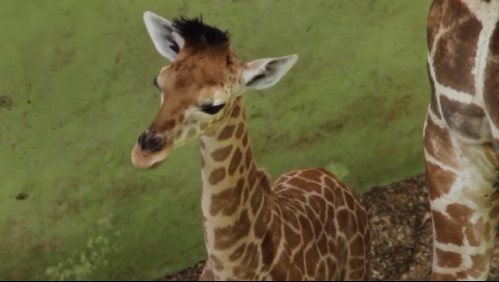 Una bebé jirafa nacida en Bali durante la pandemia fue bautizada como 'Corona'