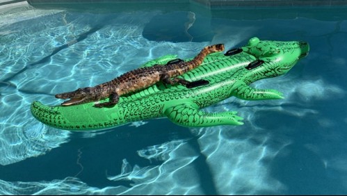 Arrendaron una casa en Miami para vacacionar y encontraron un enorme cocodrilo en la piscina