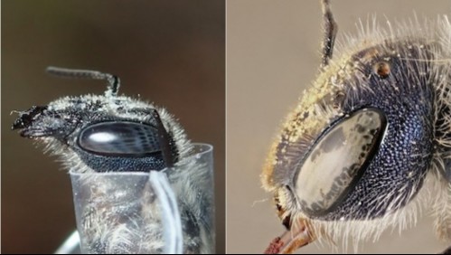 Encuentran animal que creían extinto en Estados Unidos