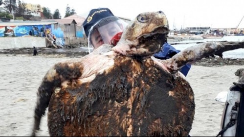 Sernapesca rescata tortuga olivácea en playa El Manzano de Quintero