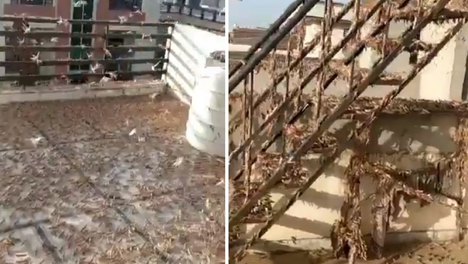 India enfrenta la peor plaga de langostas de los últimos 30 años India enfrenta la peor plaga de langostas de los últimos 30 años