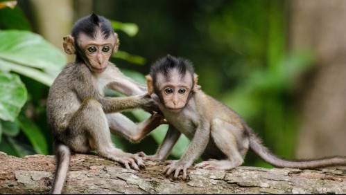 Monos roban muestras de coronavirus en la India y generan alerta por posible propagación