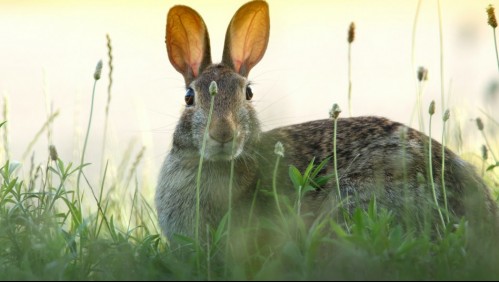 Virus RHDV: El patógeno mortal que está acabando con los conejos salvajes en América del Norte