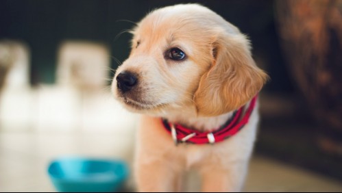 Expertos explican a qué edad un perro deja de ser cachorro