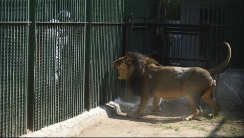 Cuidadora de zoológico de Australia en estado crítico tras ser atacada por dos leones