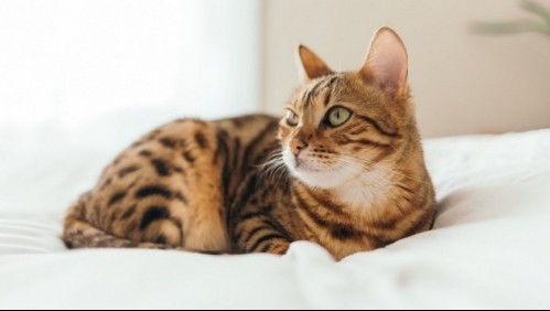 Toyger: El gato creado en un laboratorio para verse como un tigre que cuesta hasta 5 mil dólares