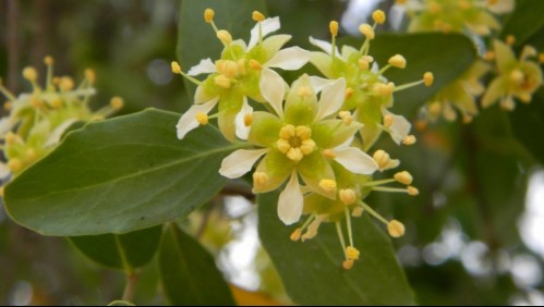 Árbol chileno se convierte en la nueva clave para crear vacuna contra el coronavirus