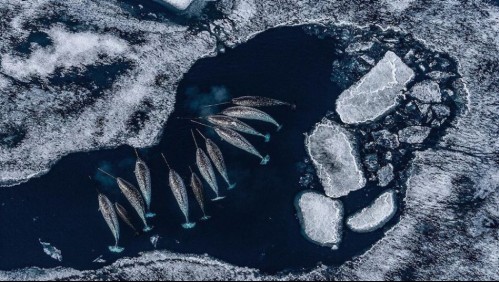 Científicos graban por primera vez el sonido del misterioso unicornio del mar: Así se comunican