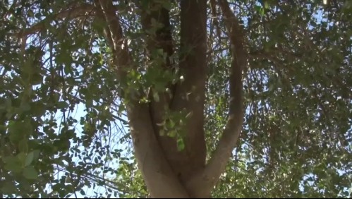 El aporte del Quillay contra el coronavirus: Ayuda a potenciar la eventual vacuna