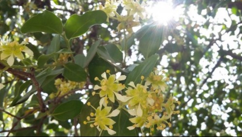 Las razones que llevan al Quillay a ser clave en la lucha contra el coronavirus