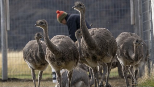 Liberan en la Patagonia chilena 14 ejemplares de ñandú en peligro de extinción
