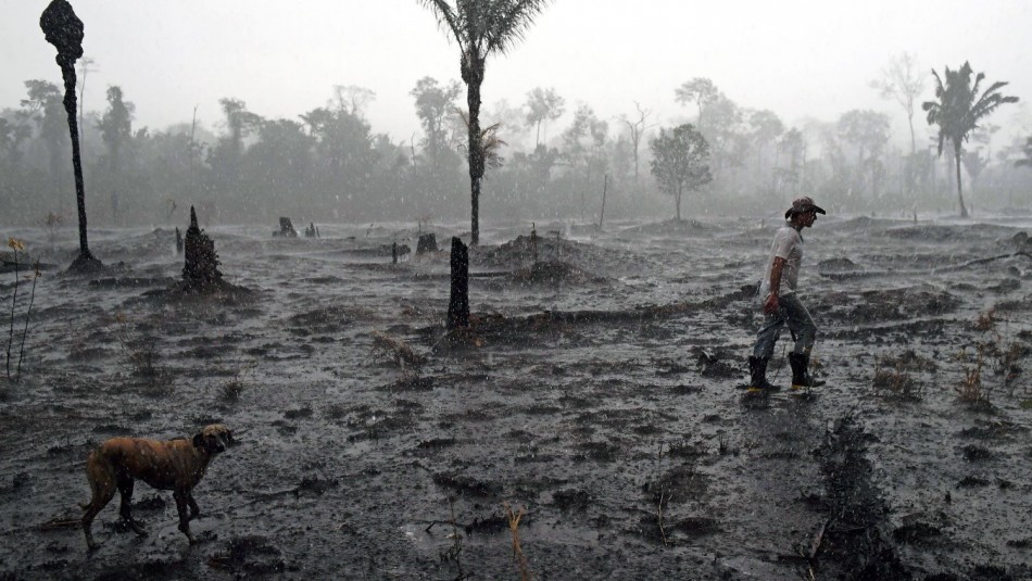 Científicos advierten que las extinciones masivas de especies se están acelerando Científicos advierten que las extinciones masivas de especies se están acelerando
