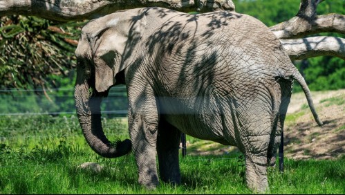 Muere una elefanta preñada al consumir una fruta llena de petardos