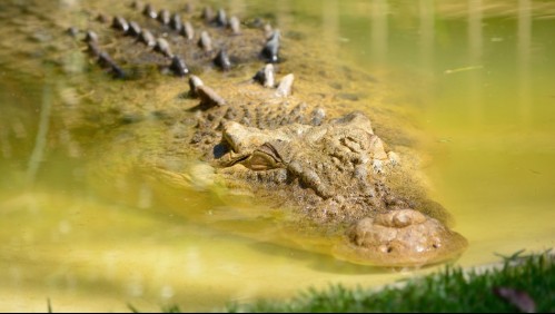 Menor de 14 años es atacado por un caimán de dos metros en Florida
