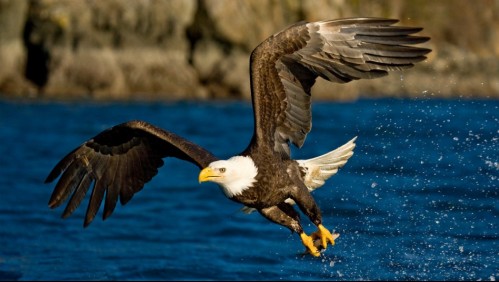 Más de un siglo después: Avistan nido con huevos de águila calva en Massachusetts