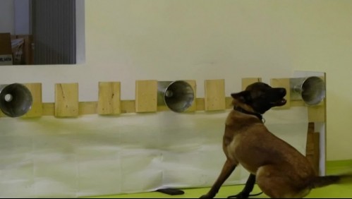Entrenan perros para detectar personas contagiadas con coronavirus en Francia e Inglaterra