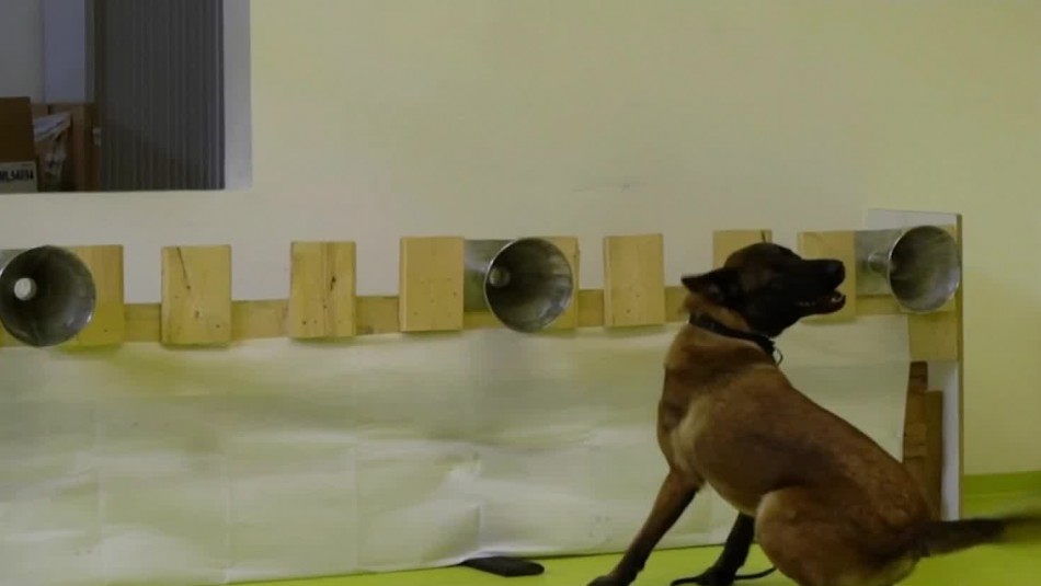 Entrenan perros para detectar personas contagiadas con coronavirus en Francia e Inglaterra Entrenan perros para detectar personas contagiadas con coronavirus en Francia e Inglaterra