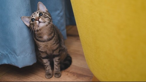 ¿Cómo evitar que tu gato dañe tus muebles con las uñas?