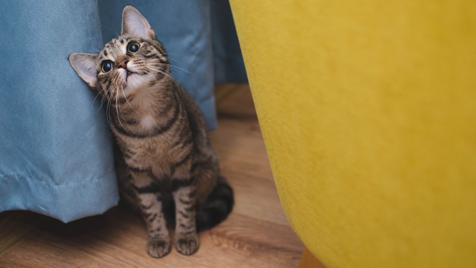 Gatos Gatos