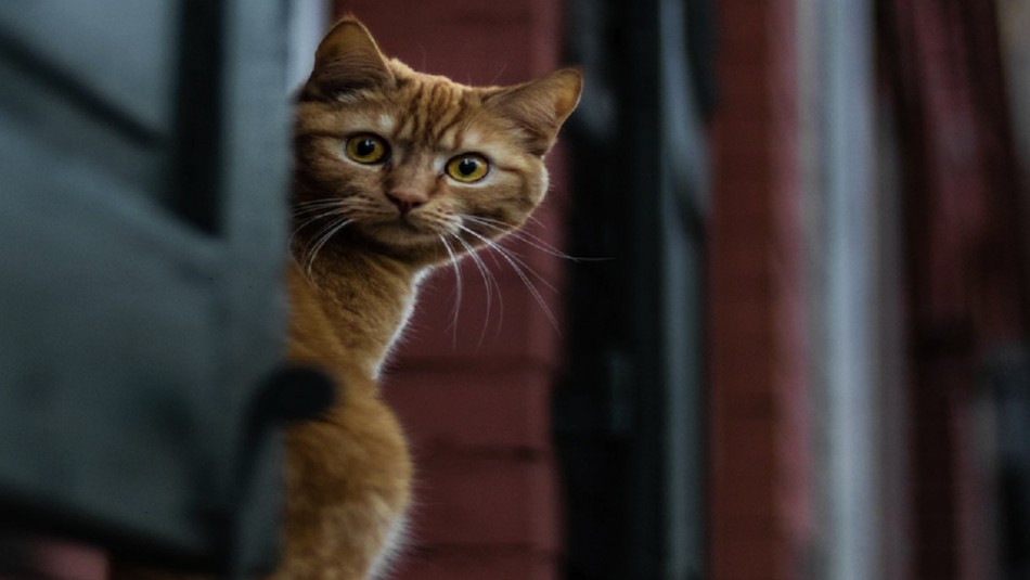 Los motivos por los que nunca debes cortar los bigotes al gato Los motivos por los que nunca debes cortar los bigotes al gato
