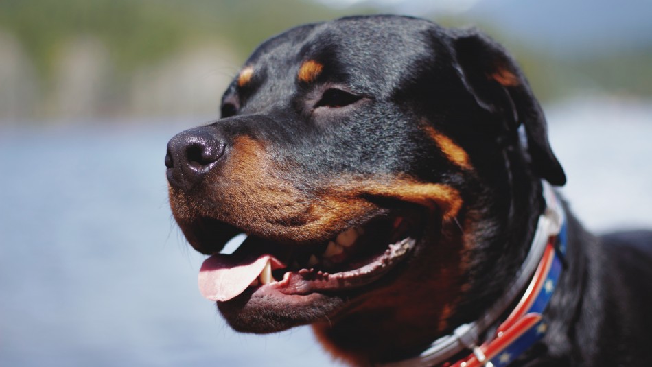 Dos hombres argentinos son condenados por robar y utilizar a perros como Dos hombres argentinos son condenados por robar y utilizar a perros como