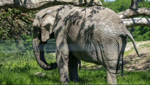 Indignación en India por hombre acusado de matar con explosivos a una elefanta embarazada