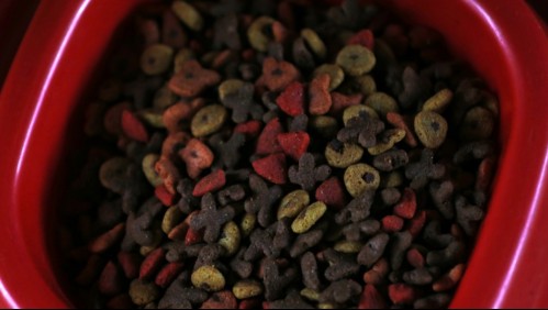 Malestar intestinal y vómitos: Marca de alimento para perros retira productos del mercado por problemas en lotes