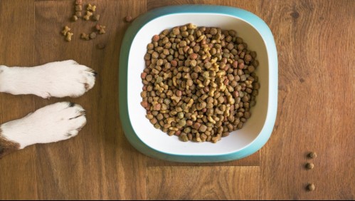 Sernac oficia e investiga a marca de alimento para mascotas que retiró productos del mercado