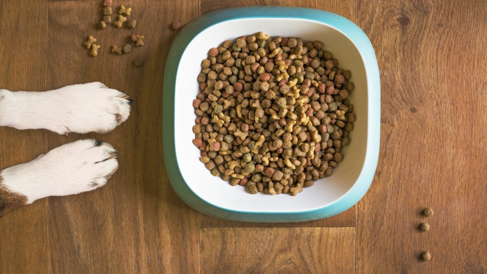 Sernac oficia e investiga a marca de alimento para mascotas que retiró productos del mercado Sernac oficia e investiga a marca de alimento para mascotas que retiró productos del mercado