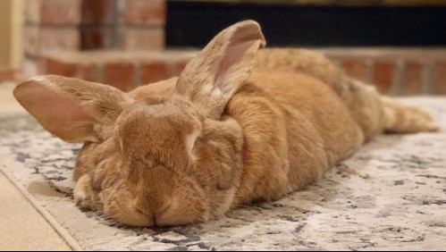 Se llama Cocoa Puff y es un conejo gigante que se está haciendo viral en redes sociales