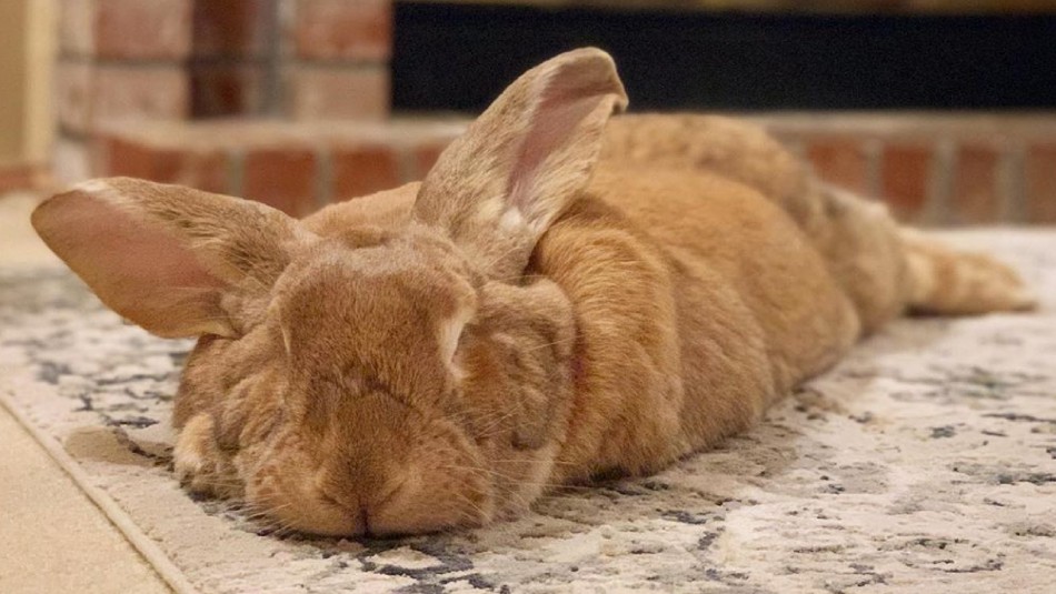 Se llama Cocoa Puff y es un conejo gigante que se está haciendo viral en redes sociales Se llama Cocoa Puff y es un conejo gigante que se está haciendo viral en redes sociales