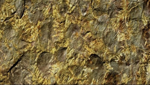 Estudio científico: Este es el parásito más antiguo de la historia