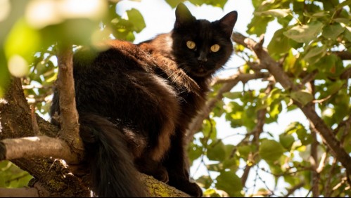 Conoce qué es la ailurofobia y por qué algunas personas la padecen