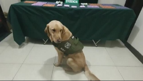 Perro detecta droga avaluada en más de 45 millones de pesos durante un control sanitario
