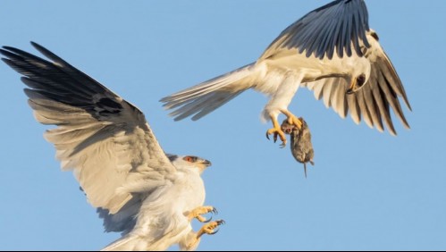 El increíble momento en que dos halcones intercambian su presa en pleno vuelo