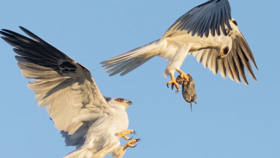 El increíble momento en que dos halcones intercambian su presa en pleno vuelo El increíble momento en que dos halcones intercambian su presa en pleno vuelo