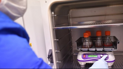 Doctora de la OMS sostiene que vacuna contra el coronavirus 'tardará en llegar 10 o 12 meses'