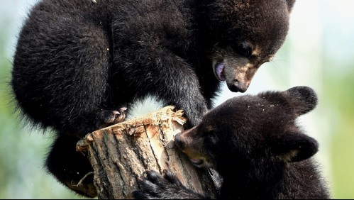Gobierno de Trump autoriza nuevamente la caza de cachorros de osos y de lobos en Alaska