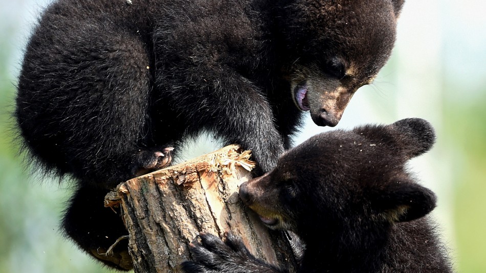 Gobierno de Trump autoriza nuevamente la caza de cachorros de osos y de lobos en Alaska Gobierno de Trump autoriza nuevamente la caza de cachorros de osos y de lobos en Alaska