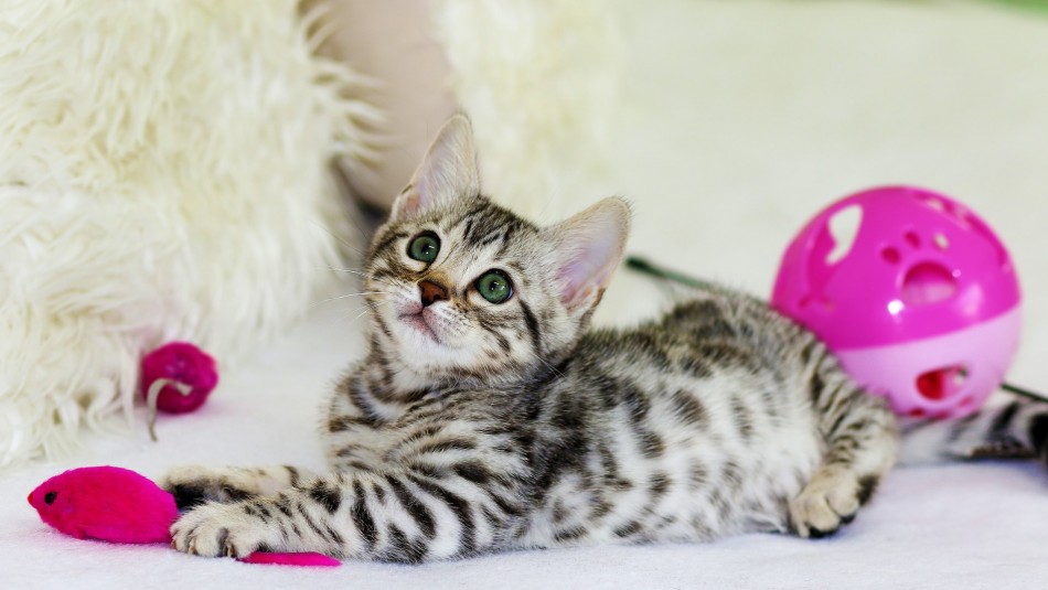 ¿Sabes cómo se calcula la edad humana de los gatos?: Conoce la tabla ¿Sabes cómo se calcula la edad humana de los gatos?: Conoce la tabla