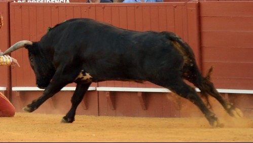 Bogotá rompe tradición histórica y prohíbe la muerte o maltrato del toro en corridas