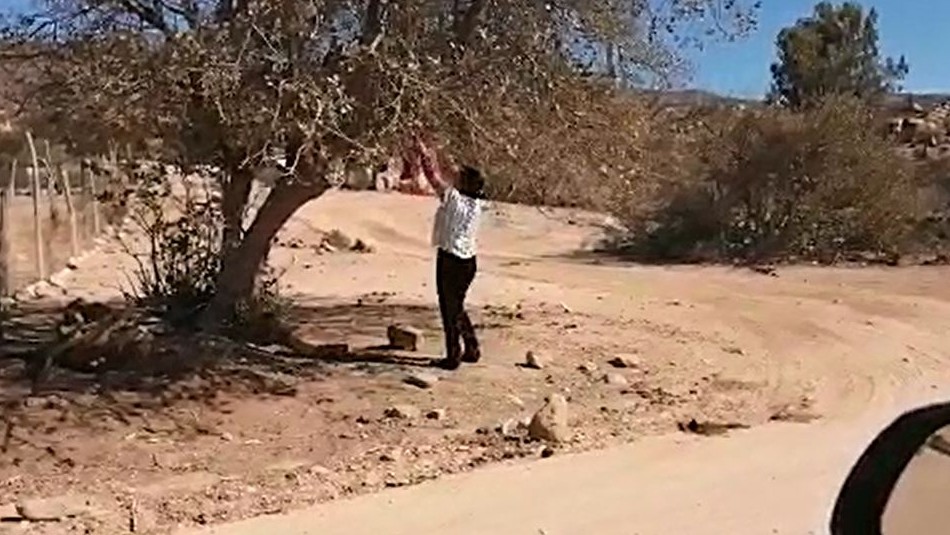 Profesora deja tareas a sus alumnos en las mochilas que ellos cuelgan en los árboles Alumnos sin Internet ya pueden estudiar: Directora recoge sus mochilas desde un árbol y les deja tareas