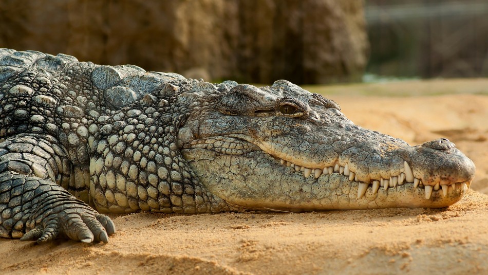 Estudio revela que ancestros de los cocodrilos habrían caminado sobre dos patas Estudio revela que ancestros de los cocodrilos habrían caminado sobre dos patas