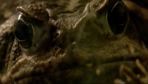 El venenoso sapo gigante que ha comenzado a aparecer en EEUU: 'Puede ser letal en 15 minutos'