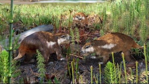 Descubren restos de un mamífero que vivió hace 74 millones de años en la Patagonia chilena