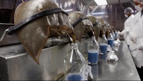 El cangrejo con 475 millones de años de antigüedad que está en peligro de extinción por su sangre azul