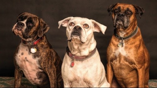 Perros raros: Estas son las 6 razas más extrañas del mundo
